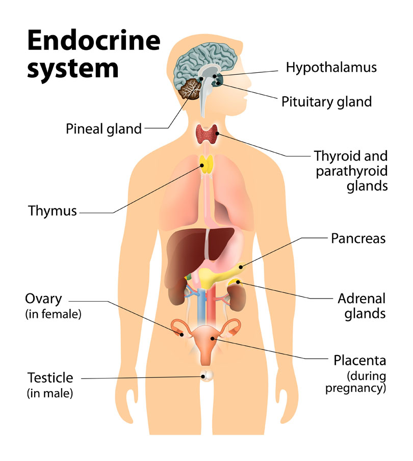 adrenal hyperplasia